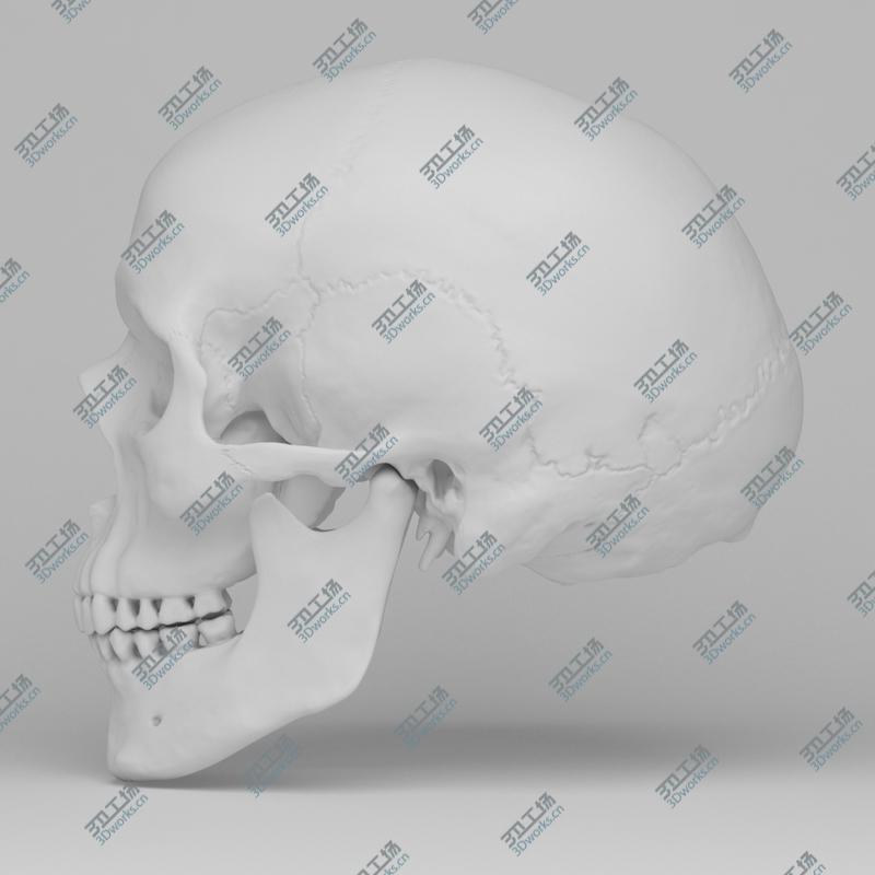 images/goods_img/202104094/Human Skull/5.jpg